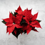 poinsetta