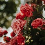 roses