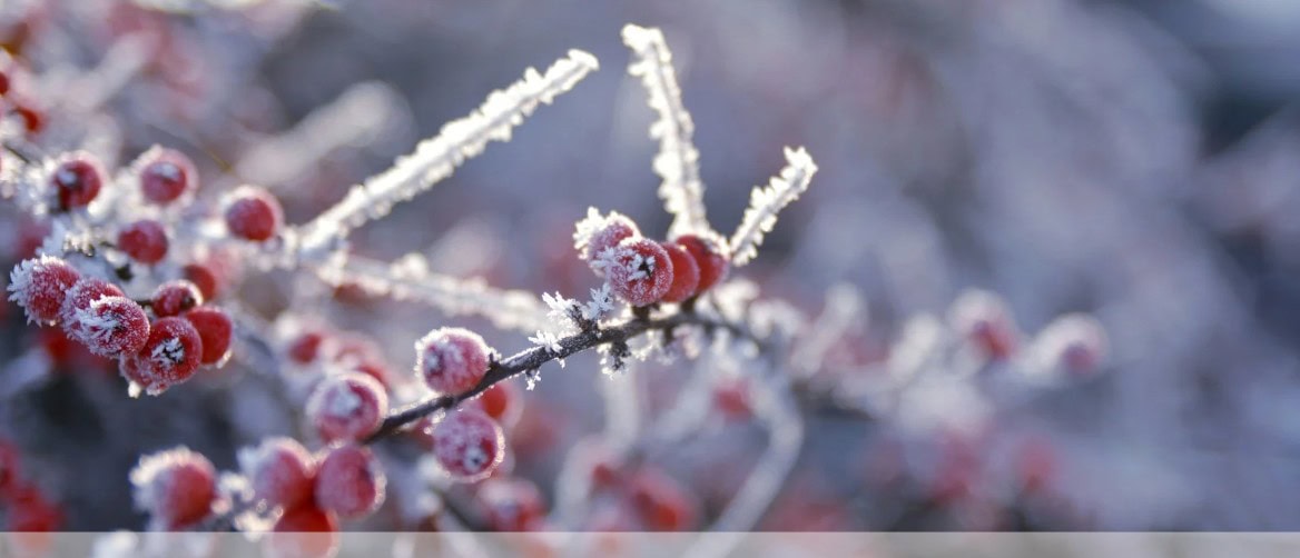 january frozen holly