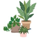 plants