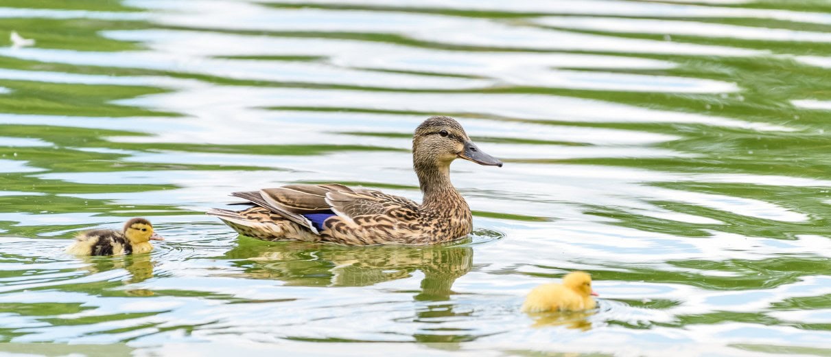 ducks
