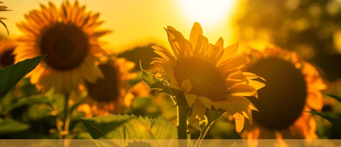 august sunflowers